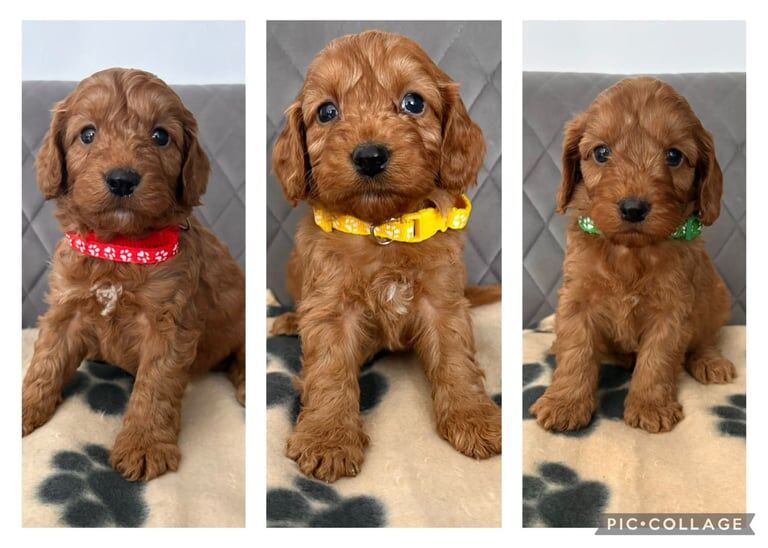 Cockapoo Puppies For Sale Under £1,000