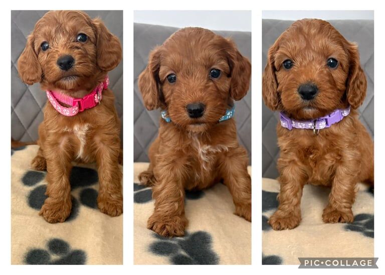 Cockapoo puppies for sale in Sunderland, Tyne and Wear – KC registered, 7 weeks old - Image 2 of 3