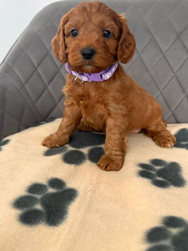 Cockapoo puppies for sale in Sunderland, Tyne and Wear – KC registered, 7 weeks old - Image 3 of 3