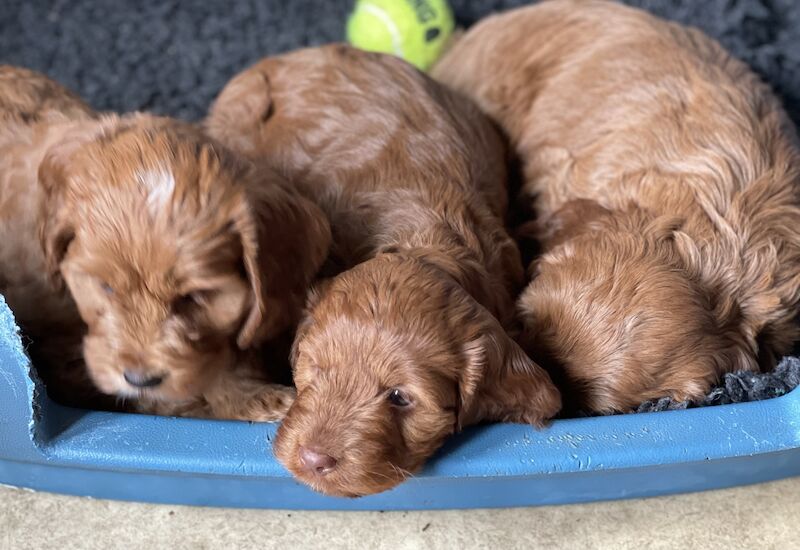 Health tested Red cockapoo puppies. All girls for sale in Newbury, Berkshire
