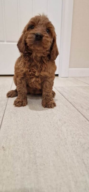 Cockapoo puppies for sale in Walsall, West Midlands – KC registered, 7 weeks old