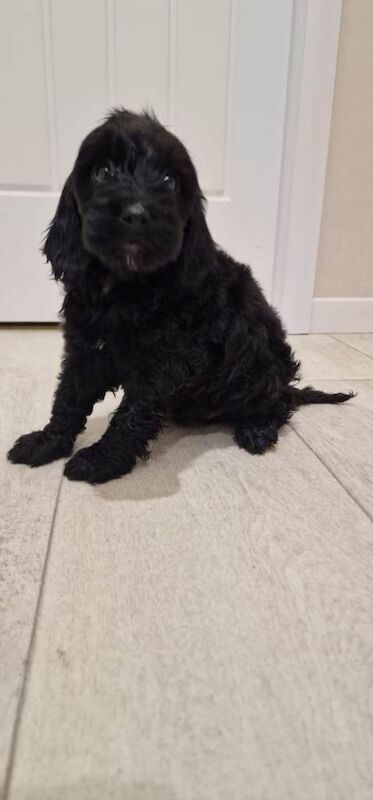 Cockapoo puppies for sale in Walsall, West Midlands – KC registered, 3 months old - Image 2 of 3