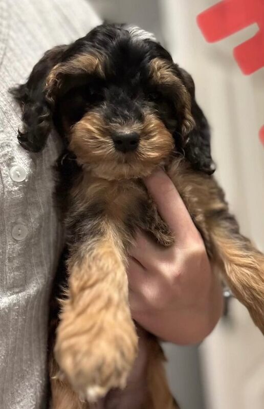 Cockapoo puppies for sale in Spalding, Lincolnshire – 8 weeks old