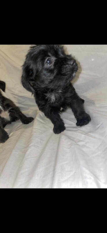 Cockapoo puppies for sale in Leeds, West Yorkshire – 5 months old - Image 2 of 5