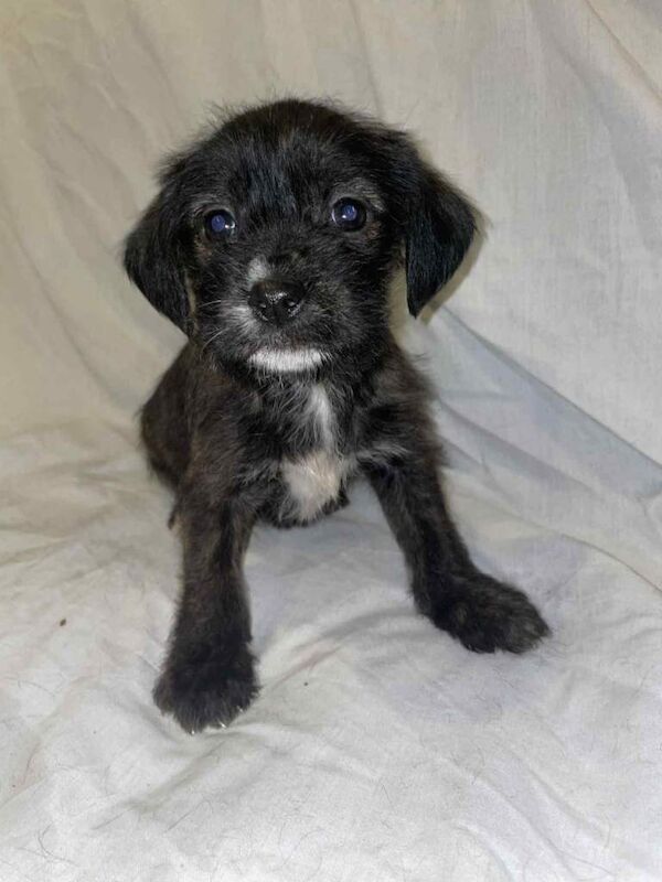 Cockapoo puppies for sale in Leeds, West Yorkshire – 5 months old - Image 3 of 5
