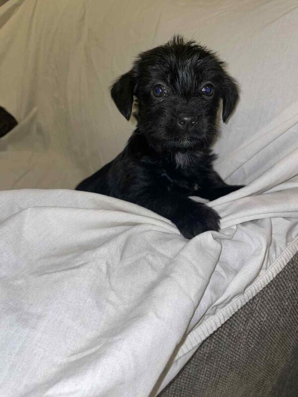 Cockapoo puppies for sale in Leeds, West Yorkshire – 5 months old - Image 4 of 5