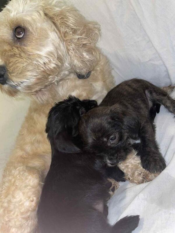 Cockapoo puppies for sale in Leeds, West Yorkshire – 5 months old - Image 5 of 5