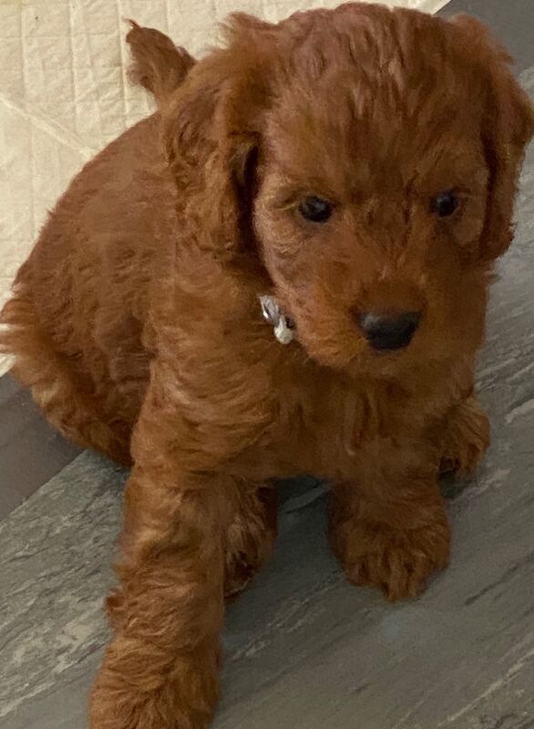 Hereditary Clear Red Cockapoo’s