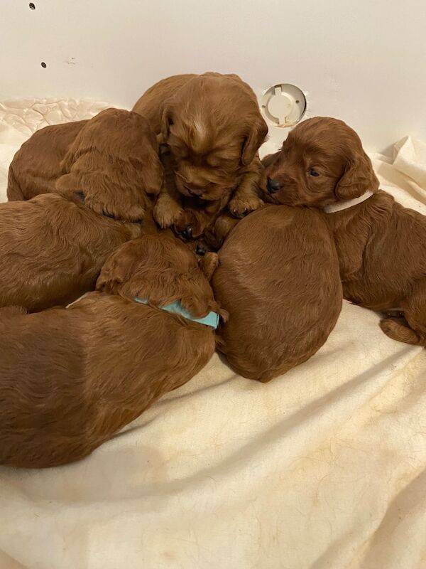 Hereditary Clear Red Cockapoo’s - Image 2 of 7