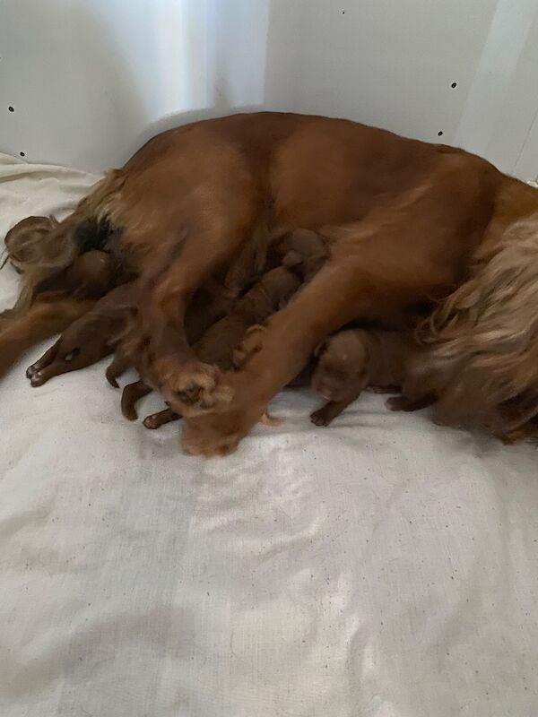 Hereditary Clear Red Cockapoo’s - Image 3 of 7