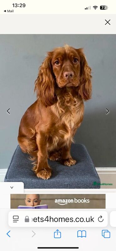Hereditary Clear Red Cockapoo’s - Image 4 of 7