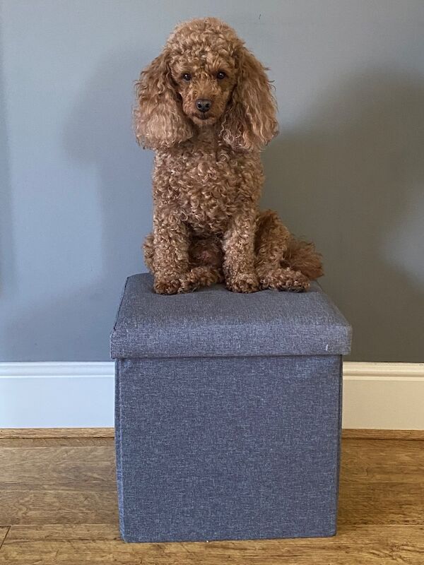 Hereditary Clear Red Cockapoo’s - Image 5 of 7