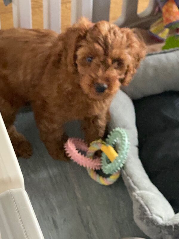 Hereditary Clear Red Cockapoo’s - Image 6 of 7