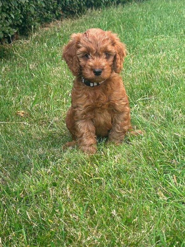 Hereditary Clear Red Cockapoo’s - Image 7 of 7