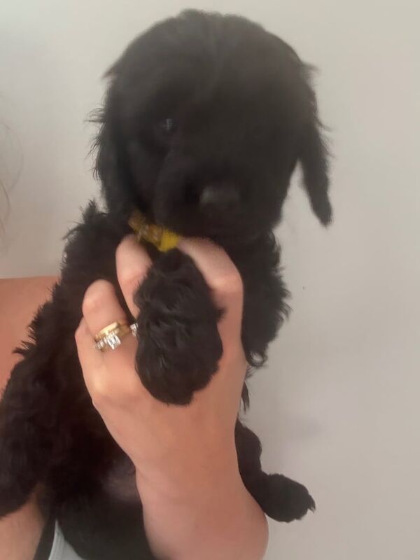 Cockapoo puppies for sale in Bargod / Bargoed, Gwent – KC registered, 9 months old - Image 3 of 3