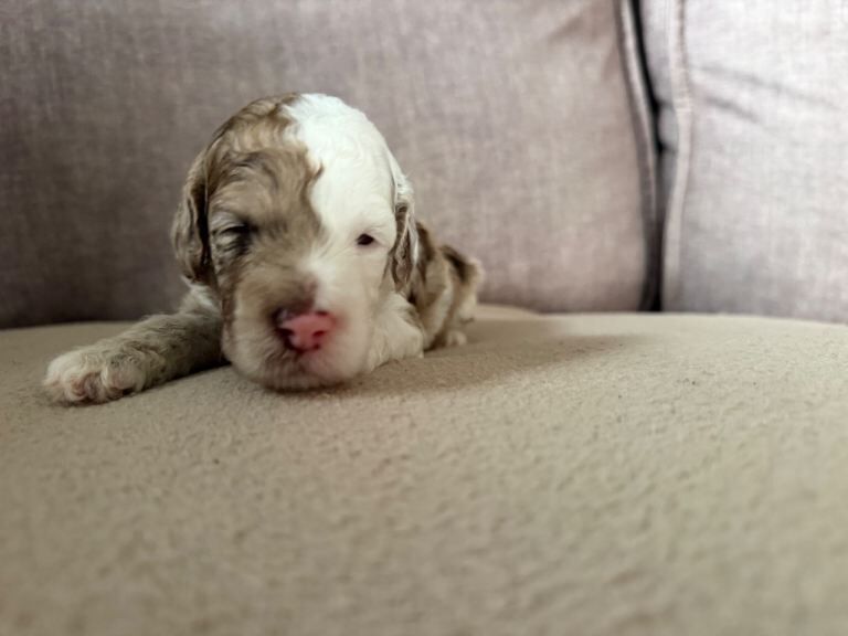 HOME RAISED F2 PUPPIES BORN 24th AUGUST. READY TO LEAVE FROM 19th OCTOBER.