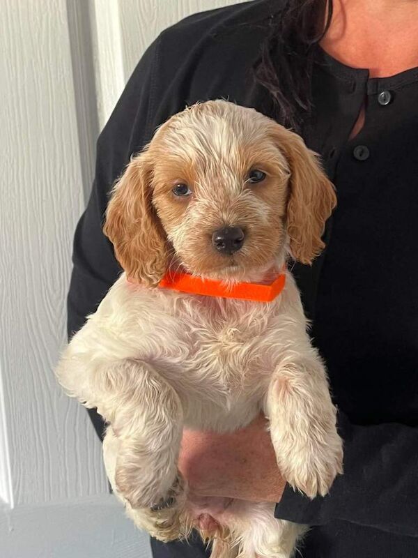 Home Reared Stunning Cockapoo Puppies