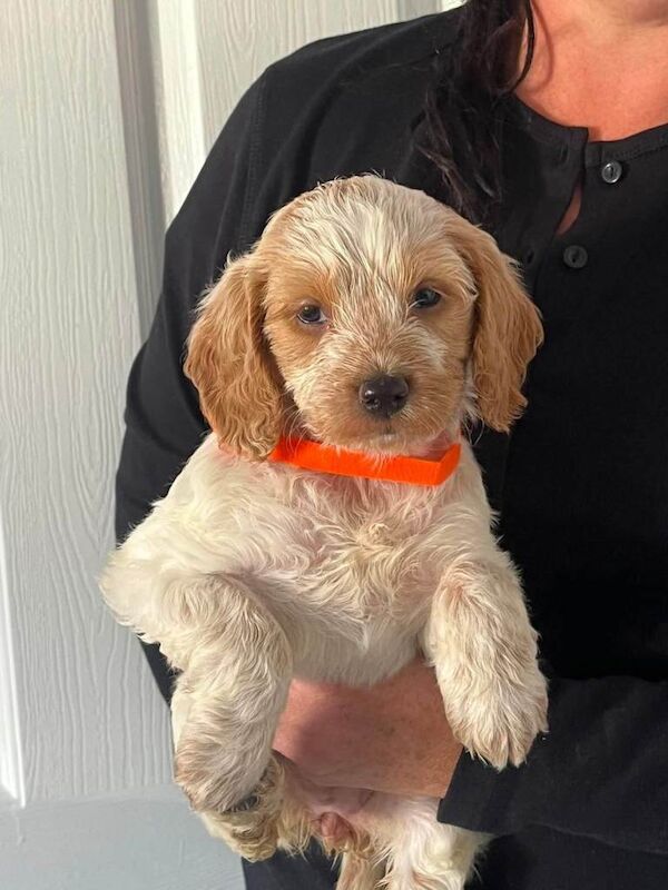 Home Reared Stunning Cockapoo Puppies - Image 2 of 4