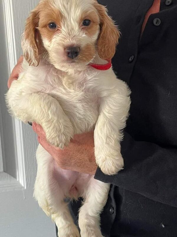 Home Reared Stunning Cockapoo Puppies - Image 3 of 4