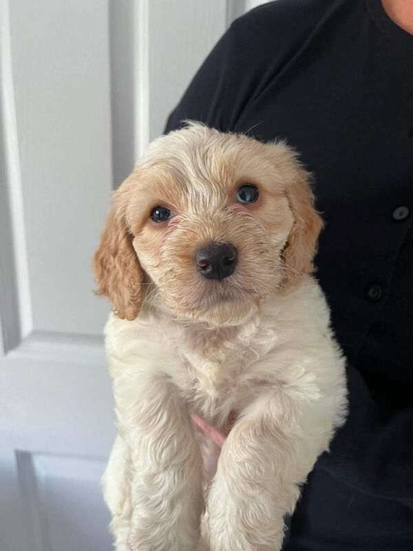Home Reared Stunning Cockapoo Puppies - Image 4 of 4