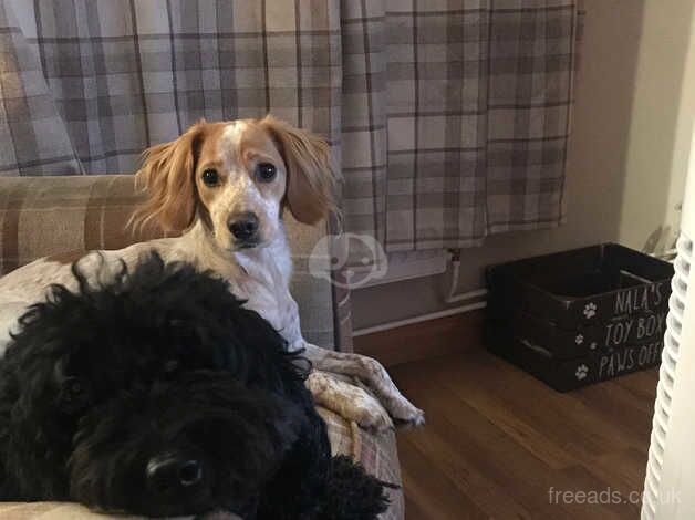 Cockapoo puppies for sale in Horncastle, Berkshire – 3 years old - Image 2 of 3