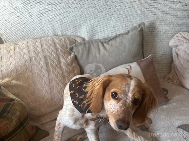 Cockapoo puppies for sale in Horncastle, Berkshire – 3 years old - Image 3 of 3