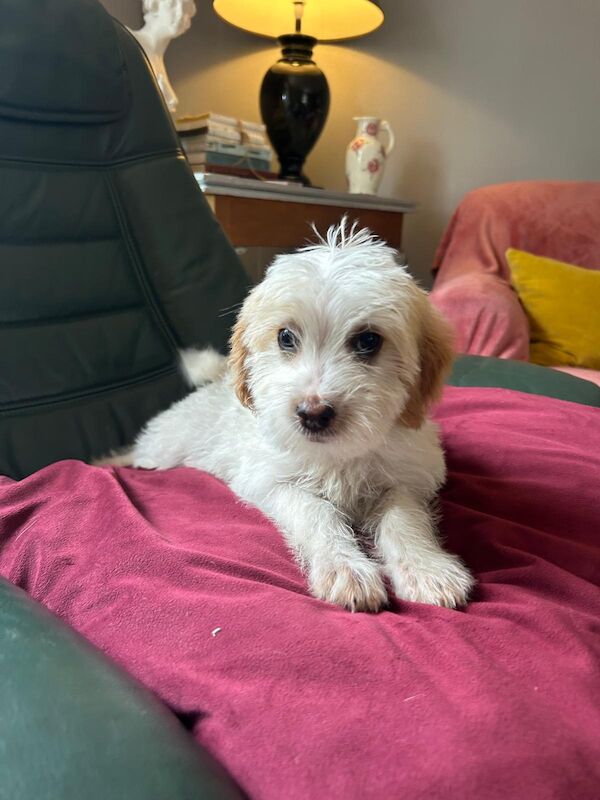 Cockapoo puppies for sale in Frome, Somerset – 11 weeks old