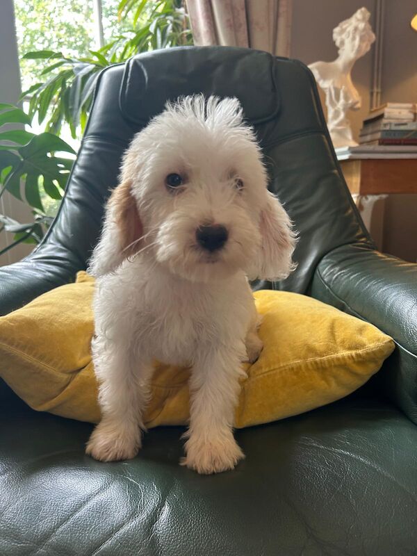 Cockapoo puppies for sale in Frome, Somerset – 11 weeks old - Image 2 of 6