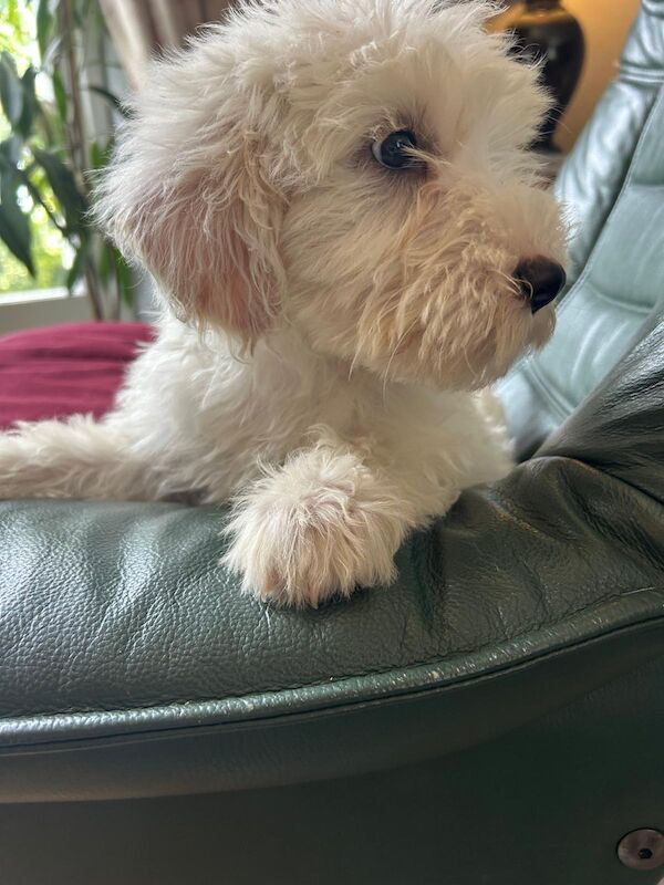 Cockapoo puppies for sale in Frome, Somerset – 11 weeks old - Image 4 of 6