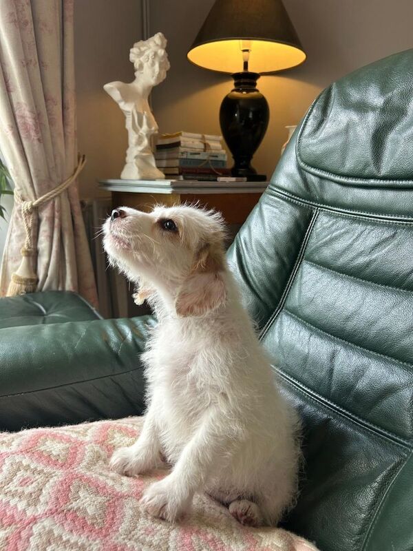 Cockapoo puppies for sale in Frome, Somerset – 11 weeks old - Image 5 of 6