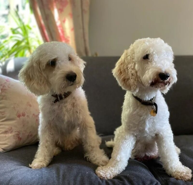 Cockapoo puppies for sale in Frome, Somerset – 11 weeks old - Image 6 of 6