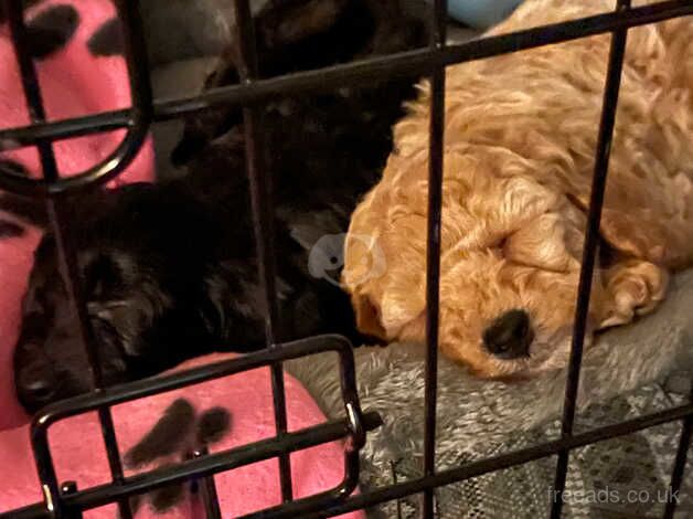 Cockapoo puppies for sale in Leicester, Leicestershire – 2 years old - Image 2 of 5