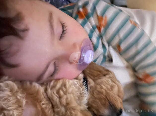 Cockapoo puppies for sale in Leicester, Leicestershire – 2 years old - Image 4 of 5