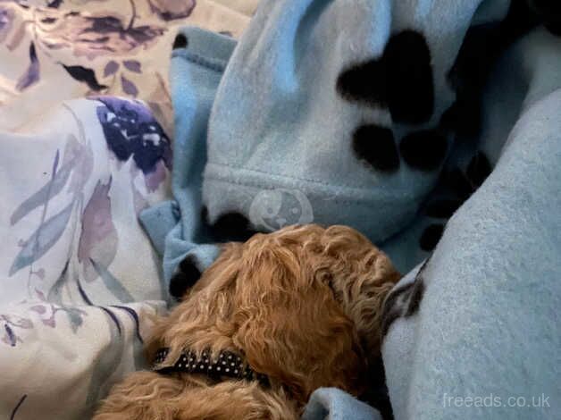 Cockapoo puppies for sale in Leicester, Leicestershire – 2 years old - Image 5 of 5