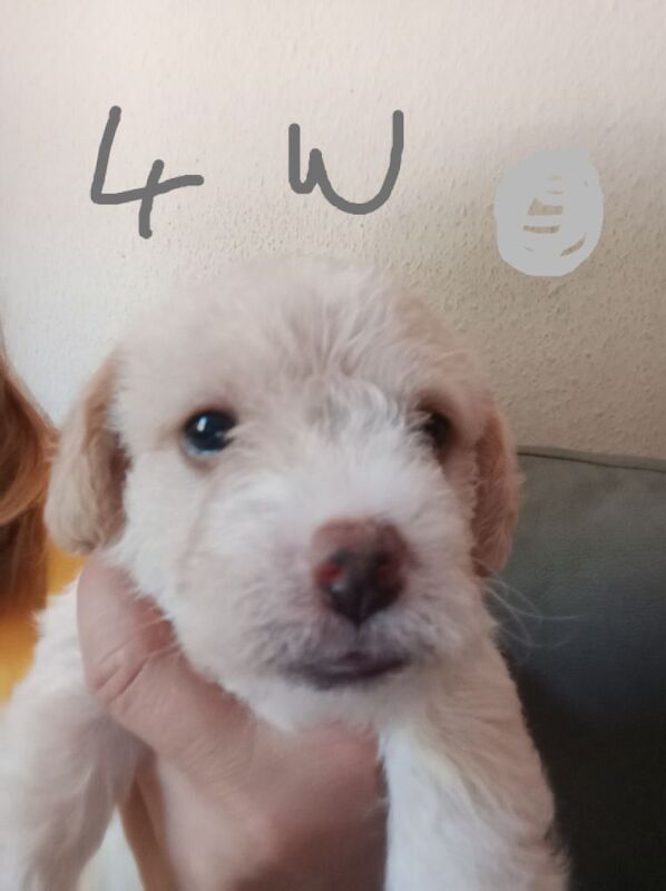 Jacka cockerpoo