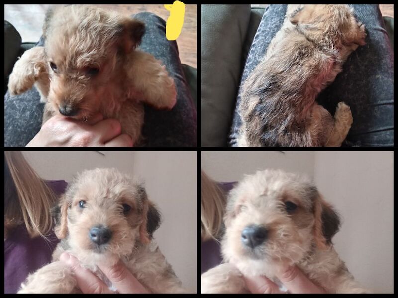 Jacka cockerpoo hybrid