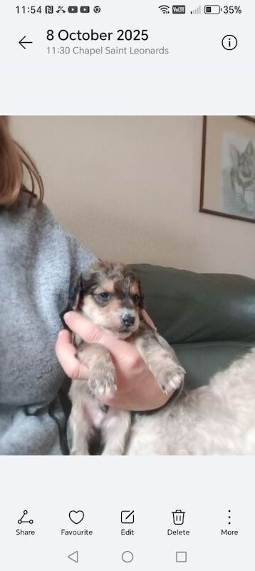 Brown/Chocolate Cockapoo puppies for sale in Skegness, Lincolnshire – 4 weeks old