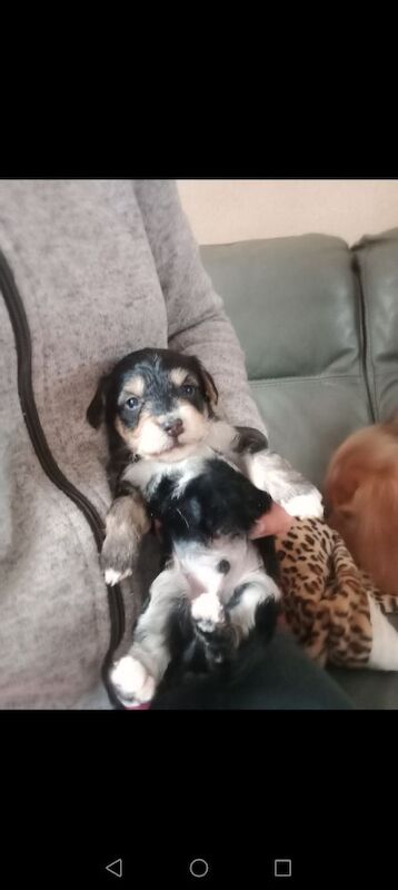 Cockapoo puppies for sale in Skegness, Lincolnshire – 4 weeks old - Image 2 of 11