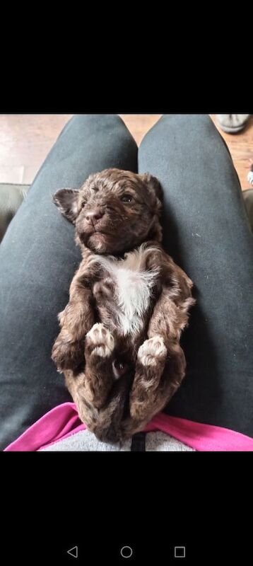 Cockapoo puppies for sale in Skegness, Lincolnshire – 4 weeks old - Image 3 of 11