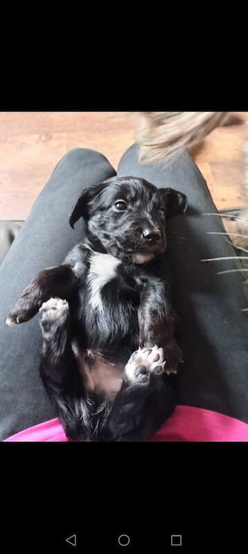 Cockapoo puppies for sale in Skegness, Lincolnshire – 4 weeks old - Image 4 of 11