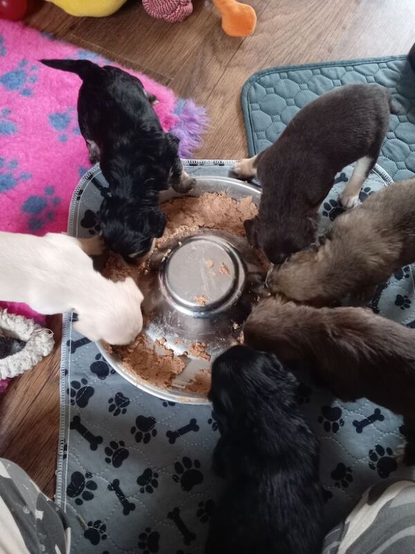 Cockapoo puppies for sale in Skegness, Lincolnshire – 4 weeks old - Image 5 of 11