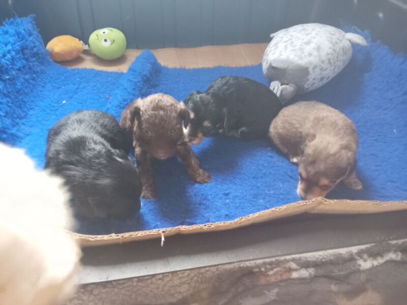 Cockapoo puppies for sale in Skegness, Lincolnshire – 4 weeks old - Image 6 of 11