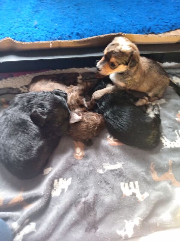 Cockapoo puppies for sale in Skegness, Lincolnshire – 4 weeks old - Image 7 of 11