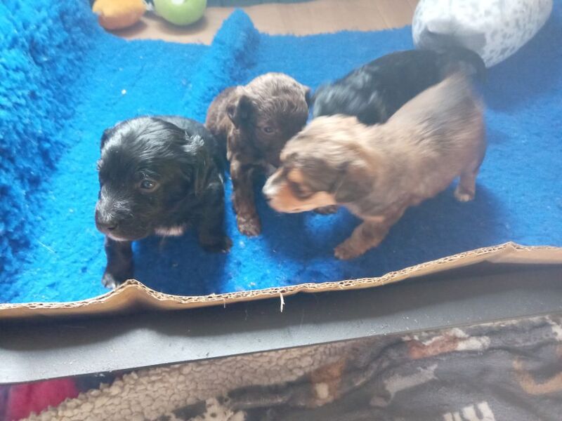 Cockapoo puppies for sale in Skegness, Lincolnshire – 4 weeks old - Image 8 of 11