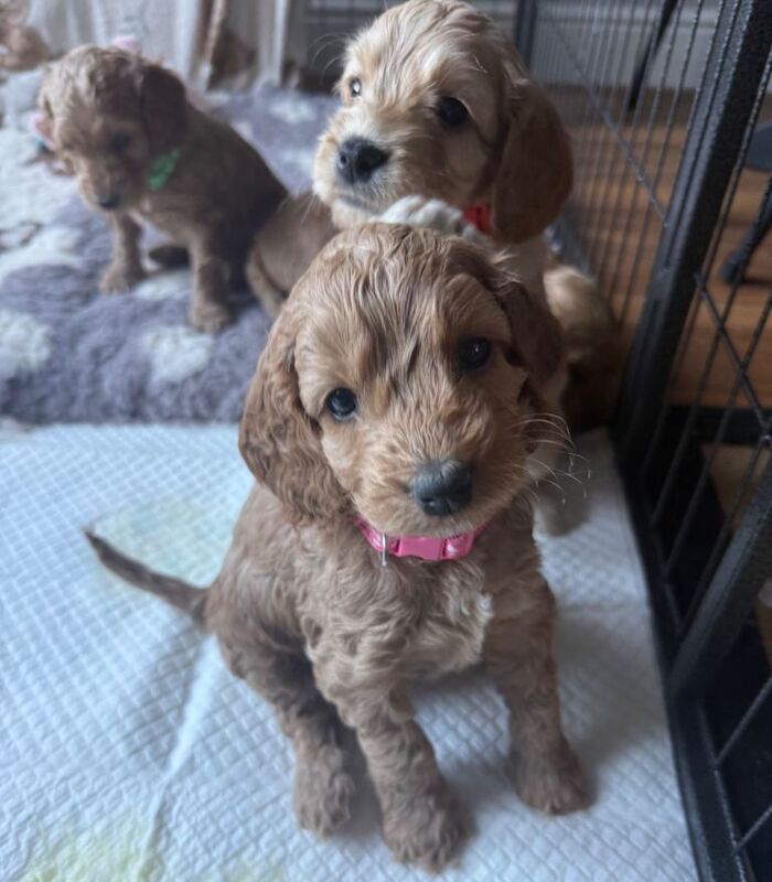 Apricot Cockapoo Puppies For Sale