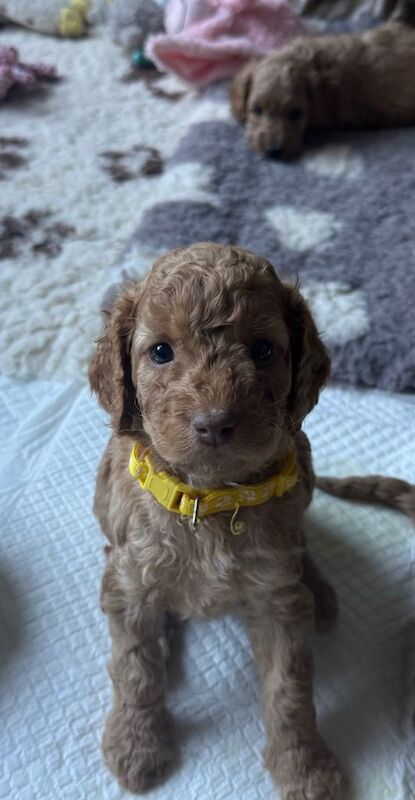 Just two Beautiful Cockapoo Girls Left - Ready to Leave Now - Image 2 of 6