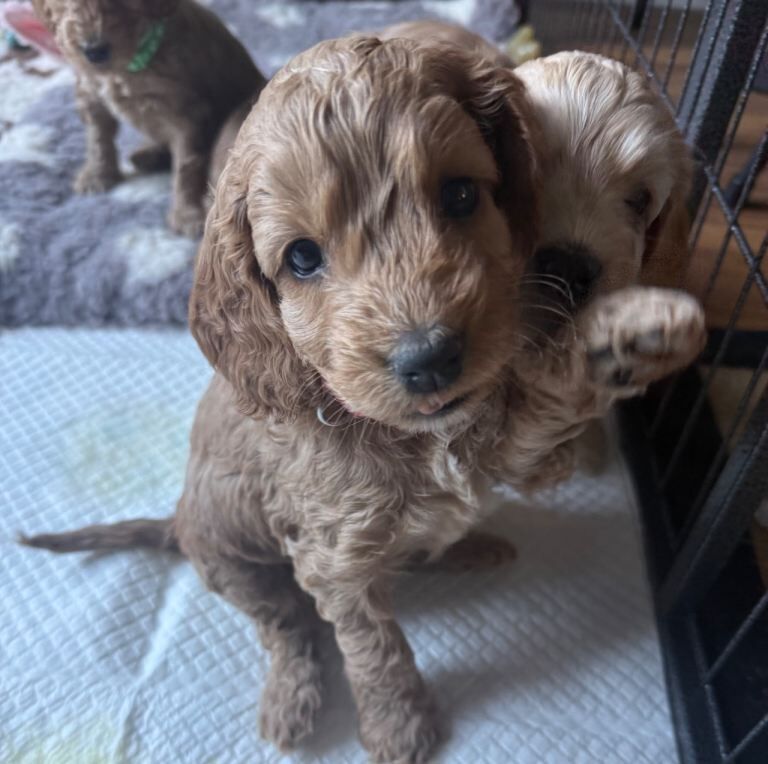 Just two Beautiful Cockapoo Girls Left - Ready to Leave Now - Image 3 of 6
