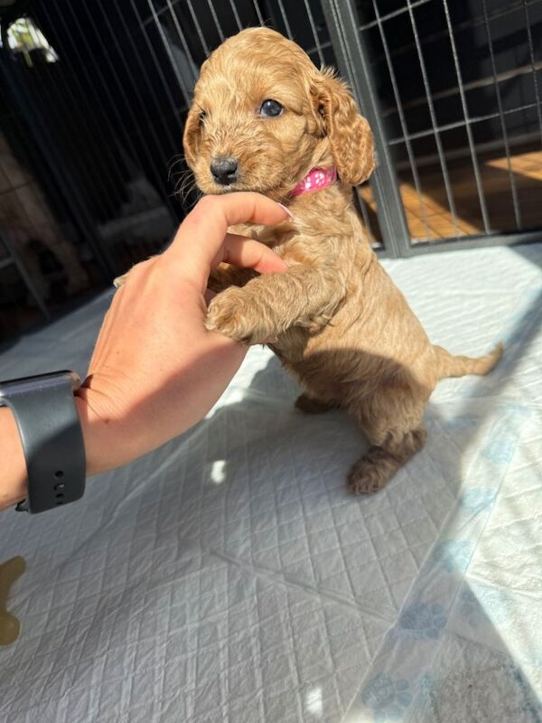Just two Beautiful Cockapoo Girls Left - Ready to Leave Now - Image 4 of 6