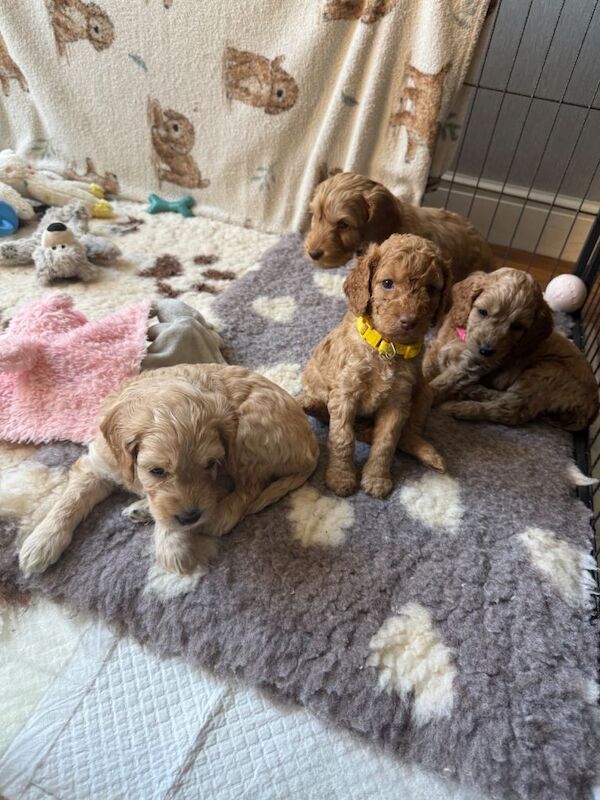 Just two Beautiful Cockapoo Girls Left - Ready to Leave Now - Image 5 of 6