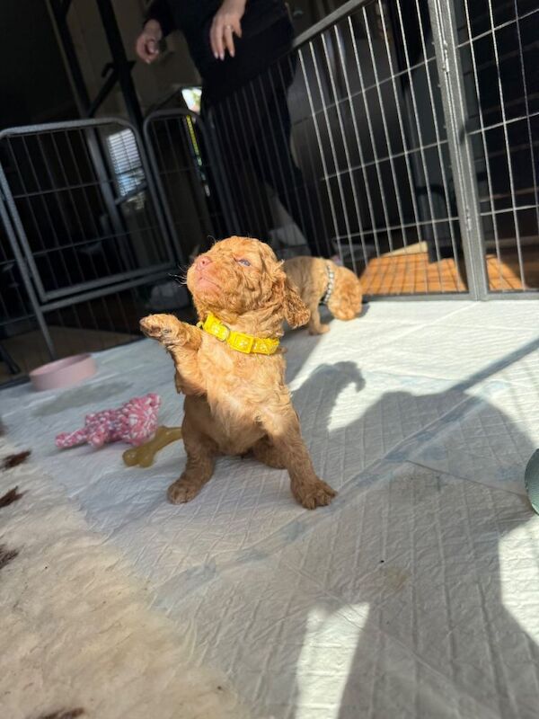 Just two Beautiful Cockapoo Girls Left - Ready to Leave Now - Image 6 of 6